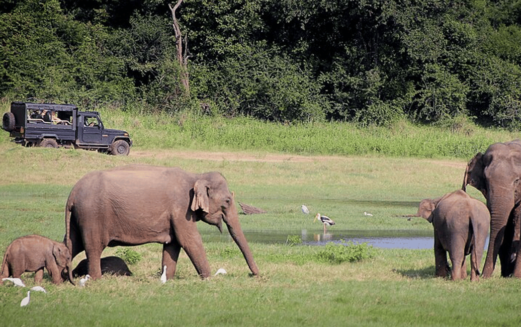 image n.5 of Polonnaruwa Ancient City and Wildlife Safari from Dambulla activity in Anuradhapura, uploaded by supplier