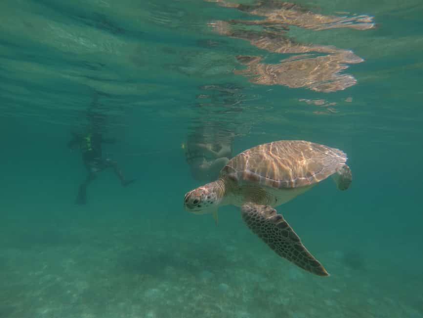 afbeelding n.17 van Akumal: Snorkelen met zeeschildpadden en koralen activiteit in Akumal, geüpload door aanbieder