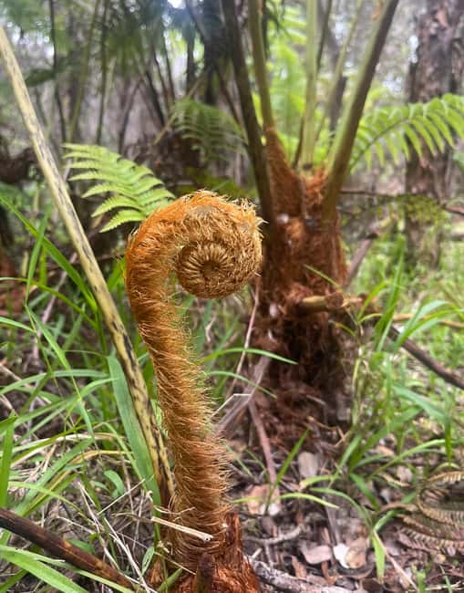 image n.14 of Kilauea: Volcanoes National Park Guided Hike activity in Hawaii, uploaded by supplier