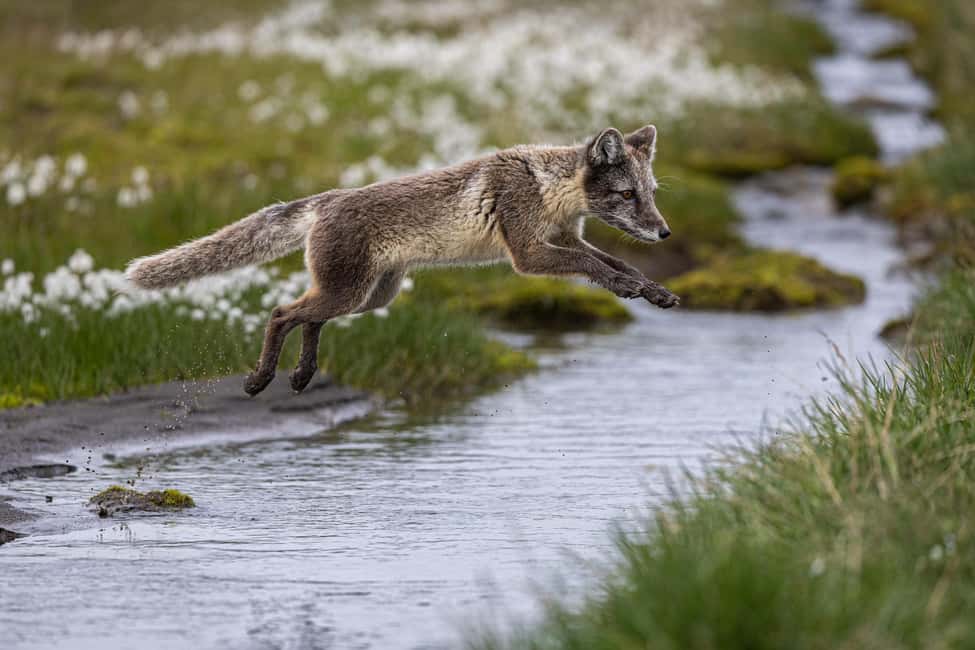 image n.5 of Longyearbyen: Wildlife Safari & Hiking Photography Tour activity in Longyearbyen, uploaded by supplier