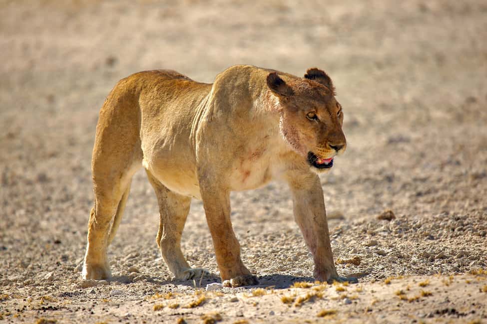 afbeelding n.2 van 4 dagen Etosha National Park en Swakopmund Lodging activiteit in Kunene-regio, geüpload door aanbieder