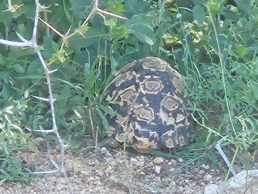 サプライヤーによってアップロードされた、北西州のプライベートサファリツアー：ピランスバーグ国立公園 ビッグ5の画像#17