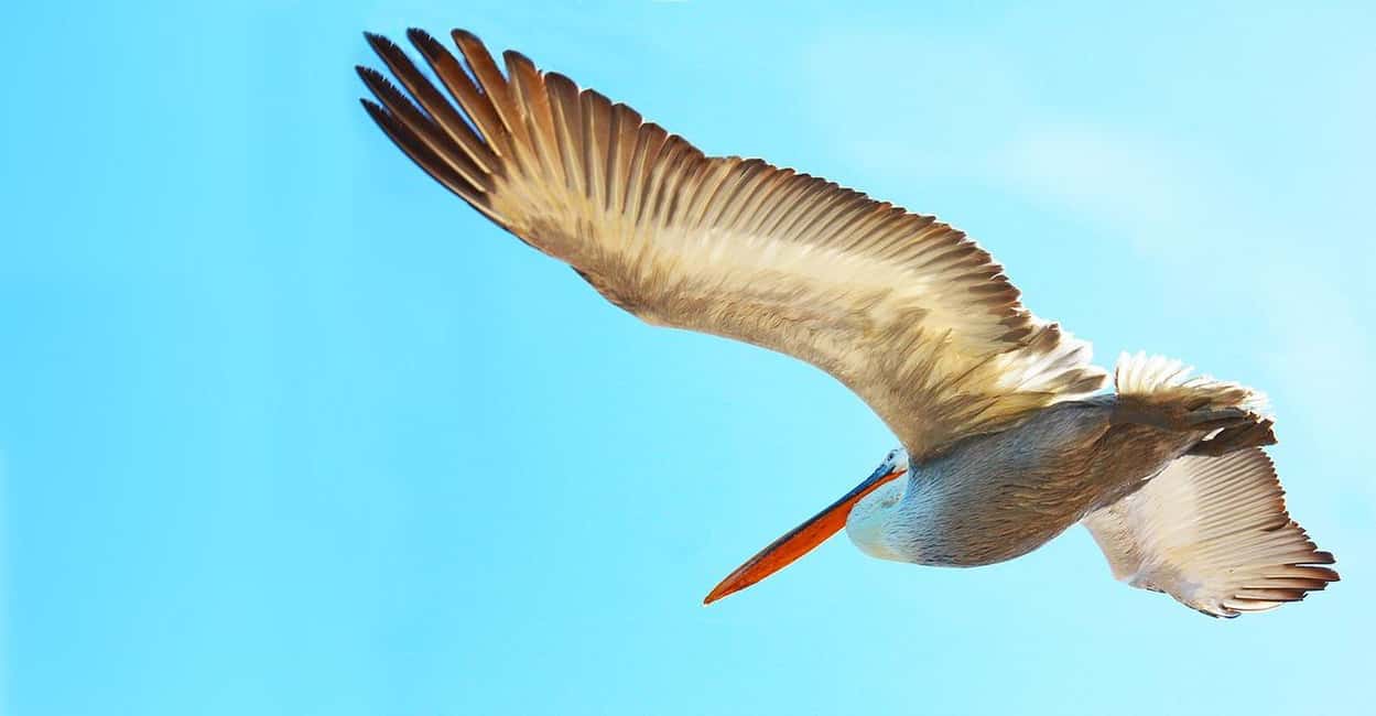 image n.63 of Carara National Park: Best Tour Carara National Park-One Day activity in Puntarenas Province, uploaded by supplier