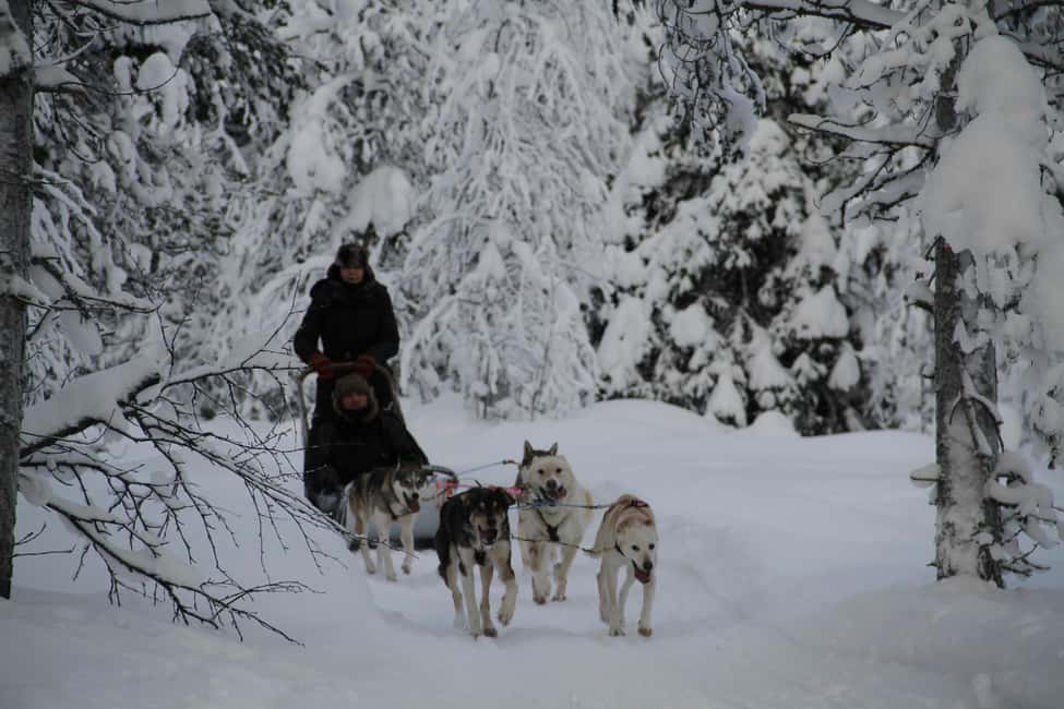 billede nr.2 af aktiviteten Levi: Husky-safari med guide i Sirkka, uploadet af udbyder