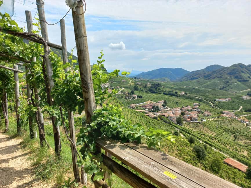Immagine nº 7 di Da Venezia e Treviso: Tour enogastronomico delle Colline del Prosecco attività a Venezia, caricata dal fornitore