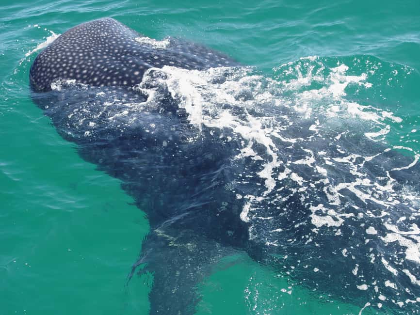 Bild Nr. 8 von Holbox: Suche und schwimme mit Walhaien! Alles inklusive. Aktivität in Quintana Roo, hochgeladen vom Anbieter