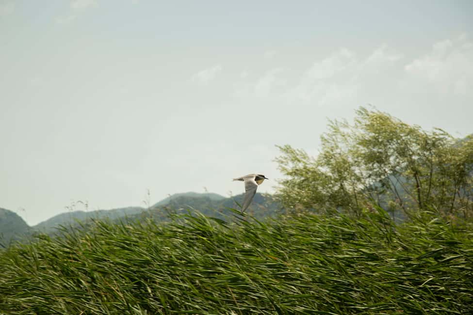 image n.6 of Skadar Lake: Individual Kayaking Experience activity in Podgorica Municipality, uploaded by supplier