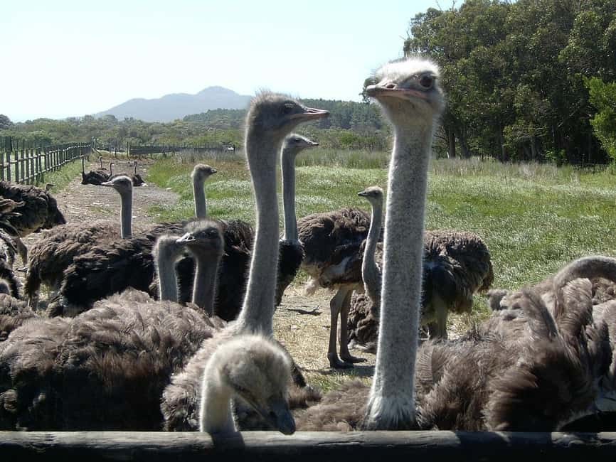 image n.34 of Cape Town: Cape of Good Hope & Penguins Day Tour with Pickup activity in Cape Town, uploaded by supplier