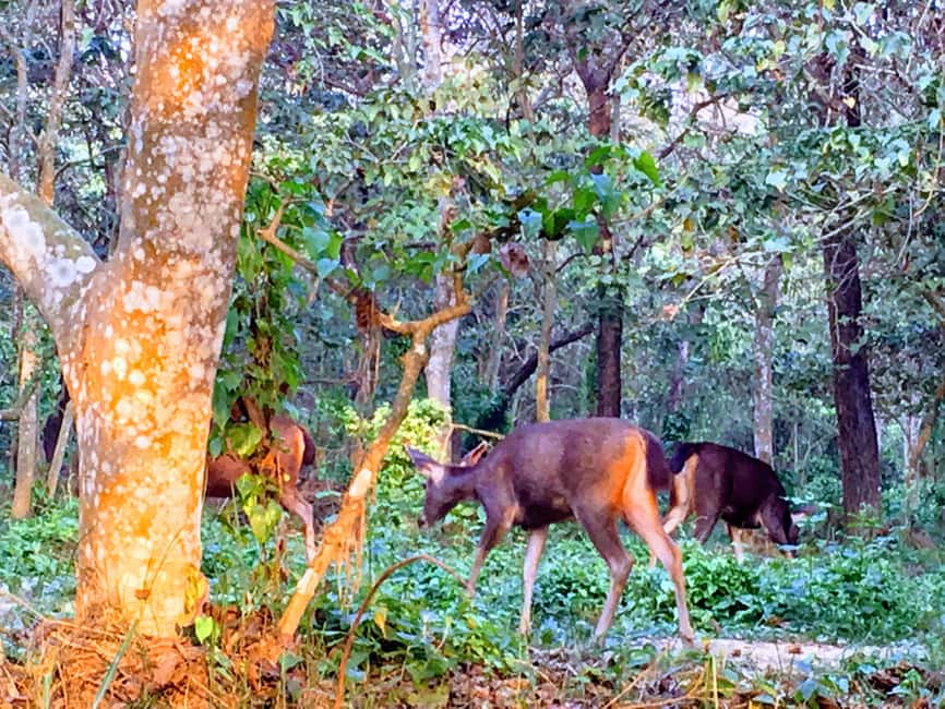 image n.4 of From Chitwan : Jeep Safari,Canoeing,Forest walk Day Tour activity in Pashchimanchal, Western Region, uploaded by supplier