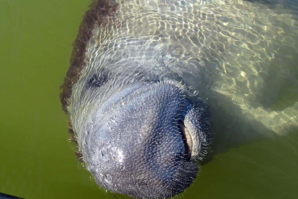 image n.5 of Marco Island: 2-Hour Dolphin, Birding, and Shelling Tour activity in Fort Myers, uploaded by supplier