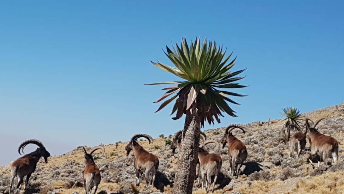 image n.10 of 3 Days Trekking & Wildlife Spotting in the Simien Mountains activity in Amhara Region, uploaded by supplier