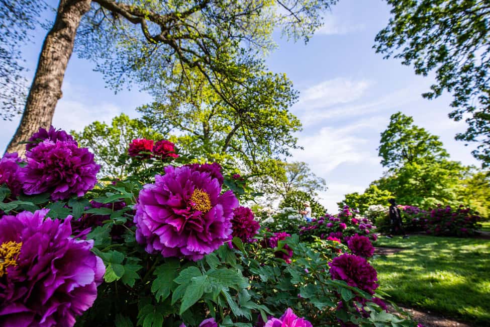 image n.9 of NYC: New York Botanical Garden Pass activity in New York City, uploaded by supplier