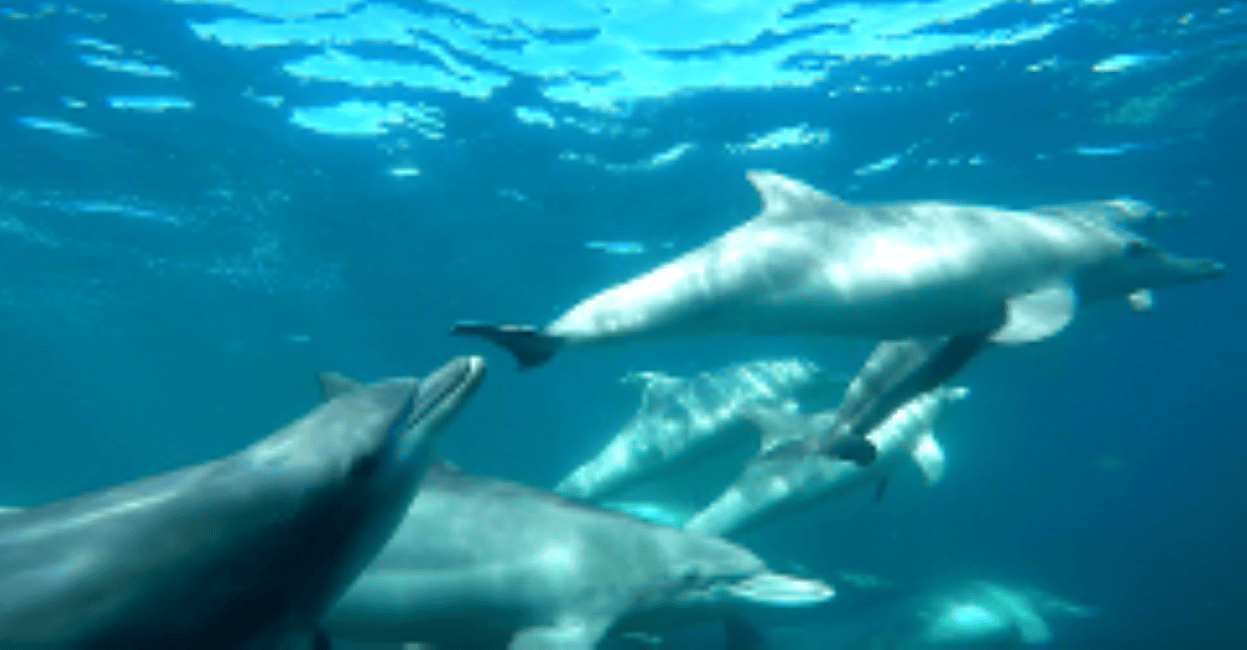 image n.2 of Perth: Swim with Wild Dolphins Tour activity in Perth, uploaded by supplier