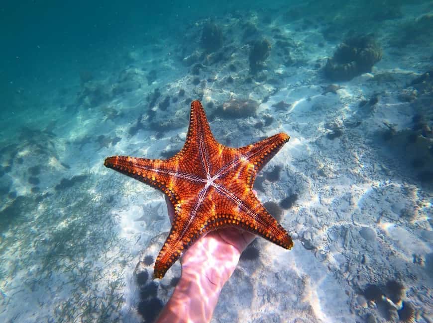 image n.16 of Zanzibar: Blue lagoon, Starfish, Paje Beach and Maalum Cave activity in Pingwe, uploaded by supplier