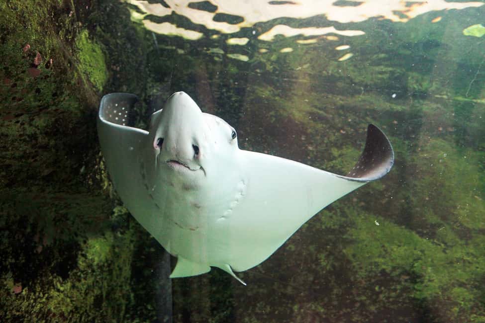 image n.8 of SEA LIFE Sydney Aquarium Entry Ticket activity in Sydney, uploaded by supplier