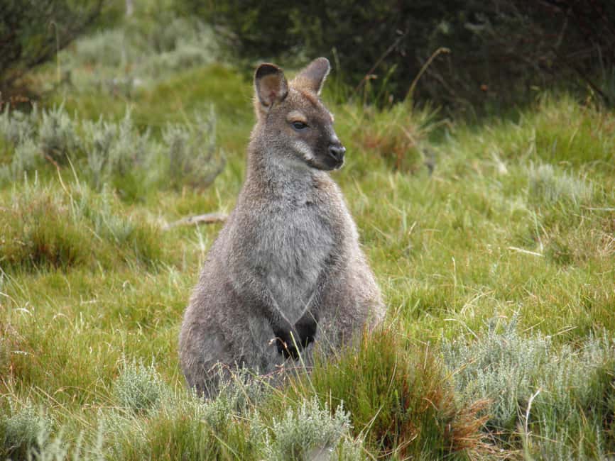 image n.16 of Tasmania: 7-Day West to East Tour activity in Tasmania, uploaded by supplier