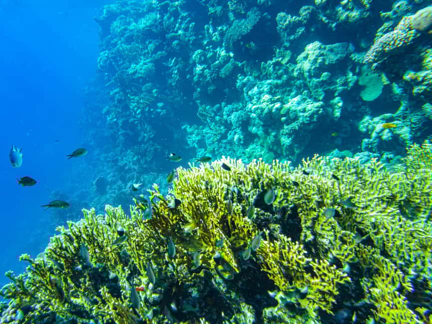 image n.5 of La Paz: Coral Farm Snorkel Tour activity in La Paz, Mexico, uploaded by supplier