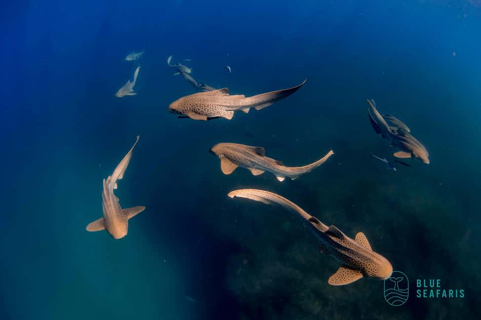 image n.8 of Byron Bay: Snorkelling Tour of Julian Rocks "Nuthungulli" activity in Byron Bay, uploaded by supplier