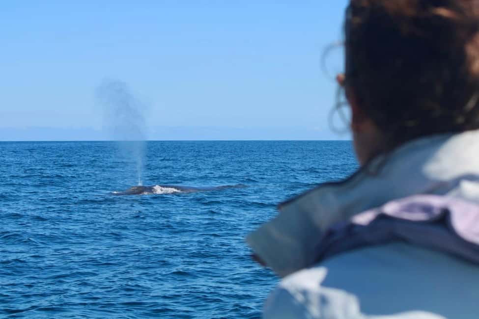 Bild Nr. 11 von Faro: Delfin- und Wildtierbeobachtung im Atlantischen Ozean Aktivität in Algarve, hochgeladen vom Anbieter