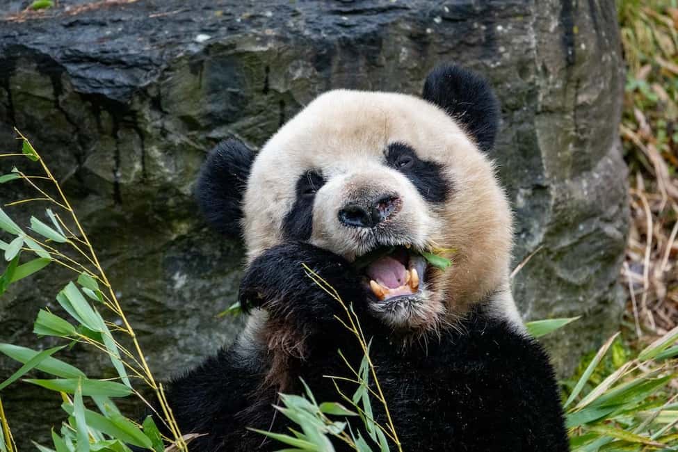 image n.1 of Brugelette: Pairi Daiza Zoo Entry Ticket activity in Brugelette, uploaded by supplier