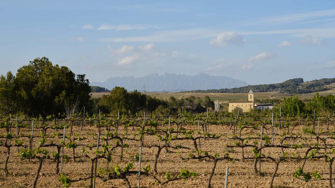 billede nr.8 af aktiviteten Barcelona: Cava-smagning – lav din egen cava-flaske i Barcelona, uploadet af udbyder
