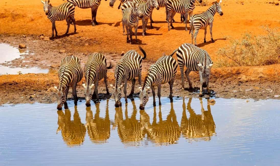 image n.40 of 2-Days Wildlife Safari to Tsavo East & Tsavo West Park activity in Coast Province, uploaded by supplier