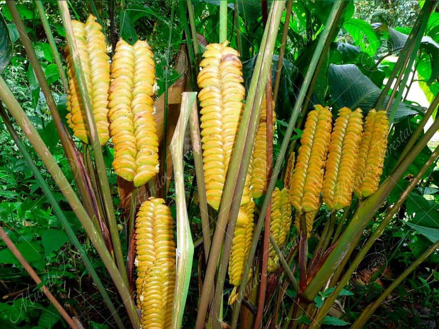 image n.6 of Monteverde: Cloud Forest Guided Walk activity in Monteverde, uploaded by supplier