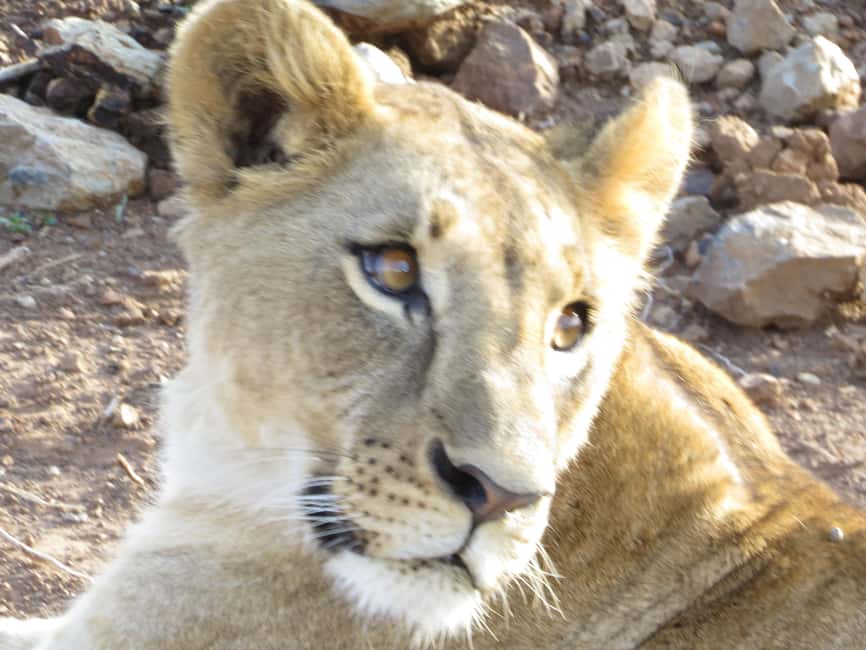 image n.4 of Mombasa: Tsavo East National Park Day Trip with Lunch activity in Coast Province, uploaded by supplier