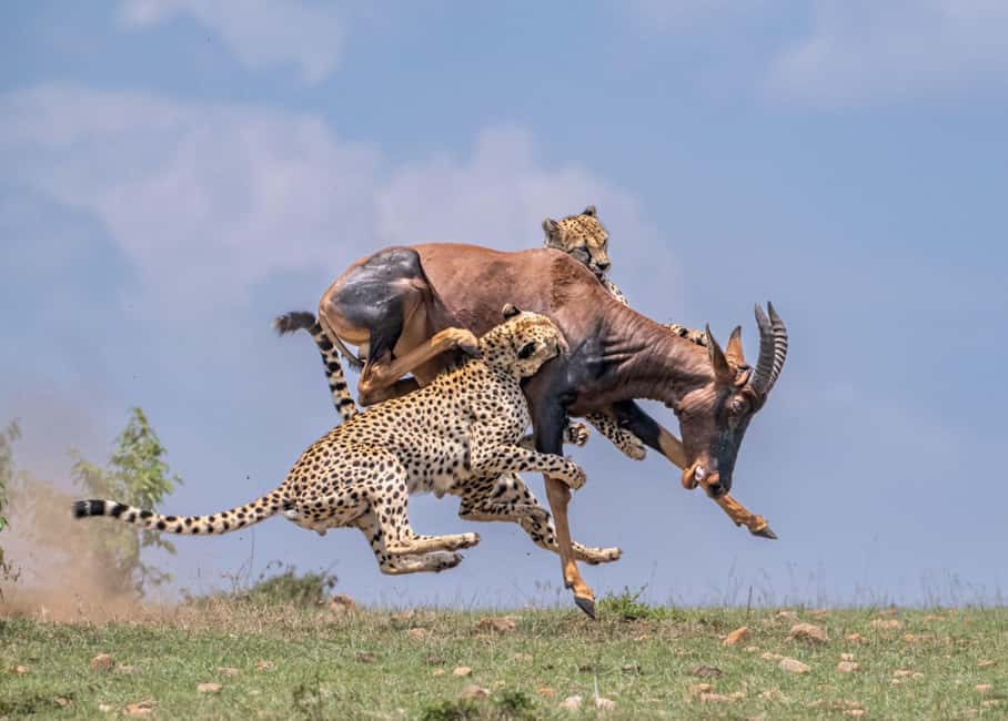 image n.6 of From Nairobi :3 days 2 nights Masai Mara Group 4WD Safari activity in Central Kenya, uploaded by supplier