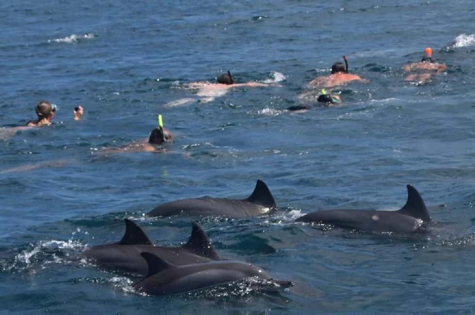 image n.3 of Black River: Swim with Dolphin Speed Boat Tour with lunch activity in Mauritius, uploaded by supplier
