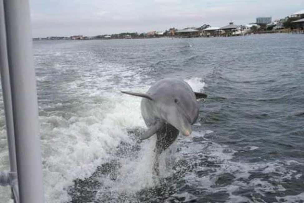 Bild Nr. 6 von Orange Beach: Delphin-Kreuzfahrt Aktivität in Florida, hochgeladen vom Anbieter