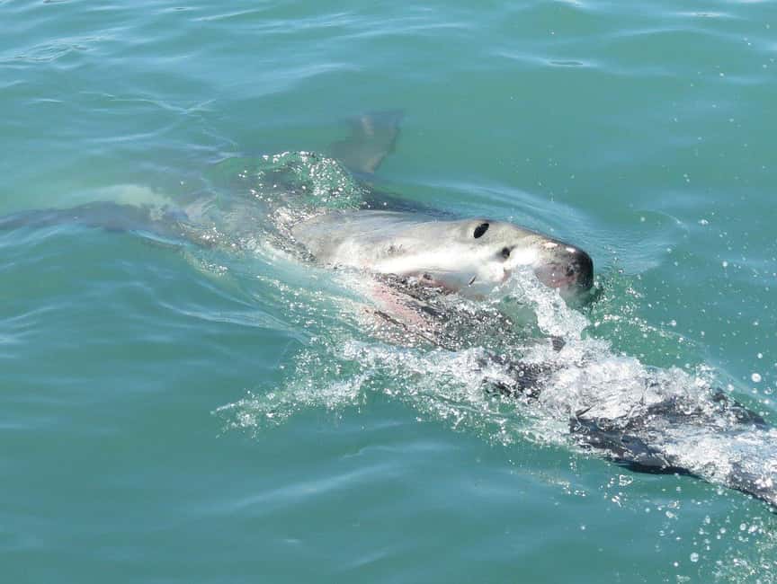 image n.11 of 2-Day Garden Route Bungee Jump, Zipline & Shark Diving Tour activity in Eastern Cape, uploaded by supplier