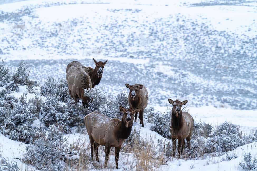 image n.2 of Yellowstone National Park: 3 Day Wildlife Photography Tour activity in Wyoming, uploaded by supplier