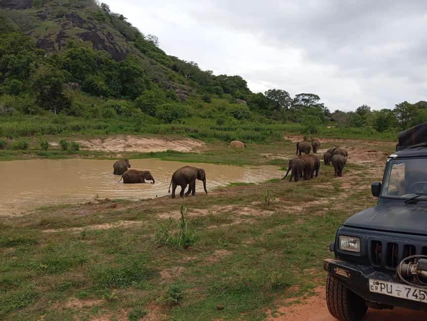 image n.9 of From Dambulla/Sigiriya/: Minneriya National Park 4hr safari activity in Anuradhapura, uploaded by supplier