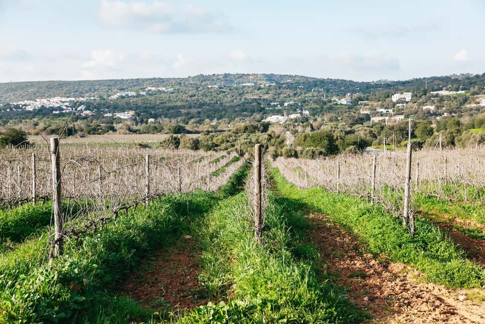 imagem n.8 de Loulé: Visita guiada e degustação de vinhos na Quinta da Tôr atividade em Loulé, carregada pelo fornecedor