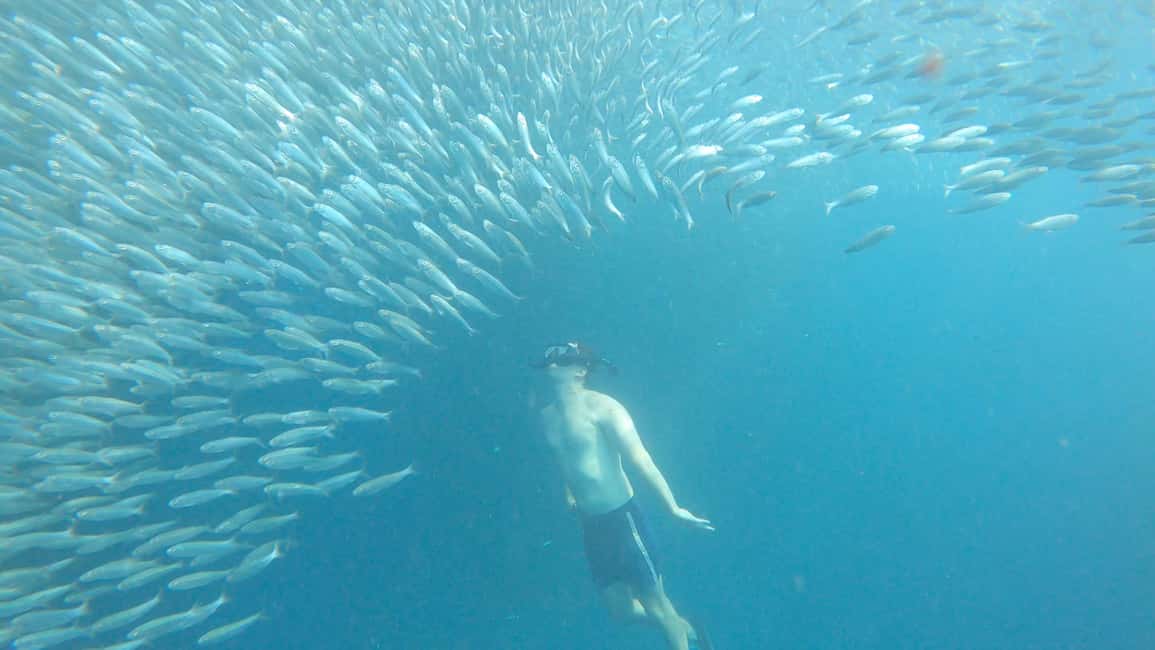 image n.22 of Cebu: Moalboal Sardines Run Snorkel & Kawasan Canyoneering activity in Badian, uploaded by supplier