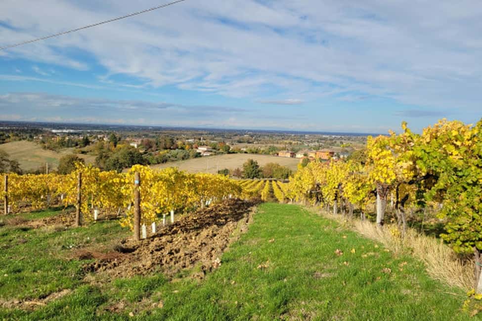 image n.8 of From Bologna: Wine Tasting and Vineyard Tour activity in Bologna, uploaded by supplier