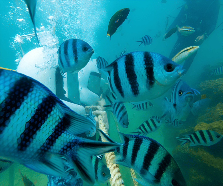 billede nr.2 af aktiviteten Sabah: Dreamer Island Snorkeling Day Tour billet i Sabah, uploadet af udbyder