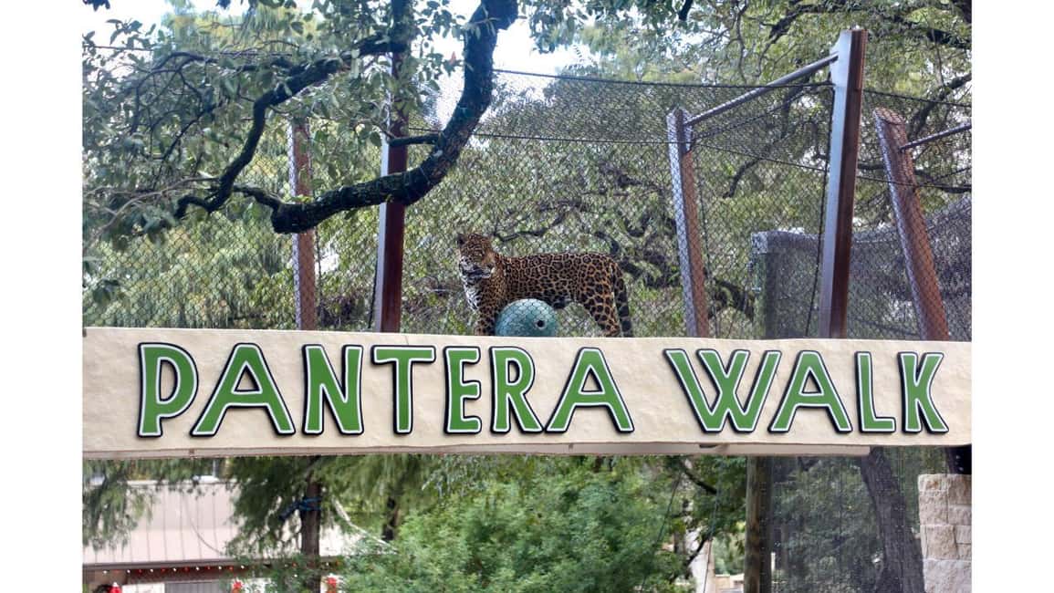image n.14 of San Antonio: San Antonio Zoo Any Day Ticket activity in San Antonio, uploaded by supplier