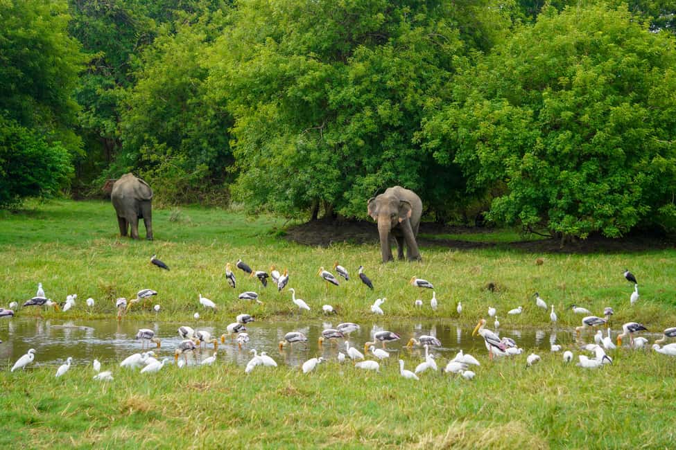 image n.9 of Kaudulla National Park Half Day Sri Lanka Jeep Safari activity in North Central Province, uploaded by supplier