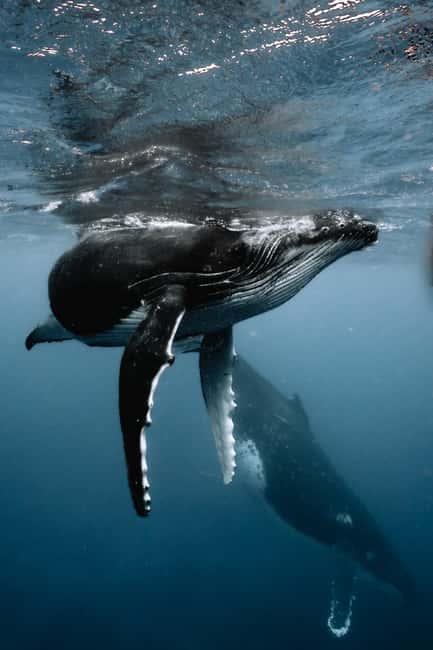 image n.2 of Moorea 4H Shared Boat Tour whales watching and Snorkeling activity in Windward Islands, French Polynesia, uploaded by supplier