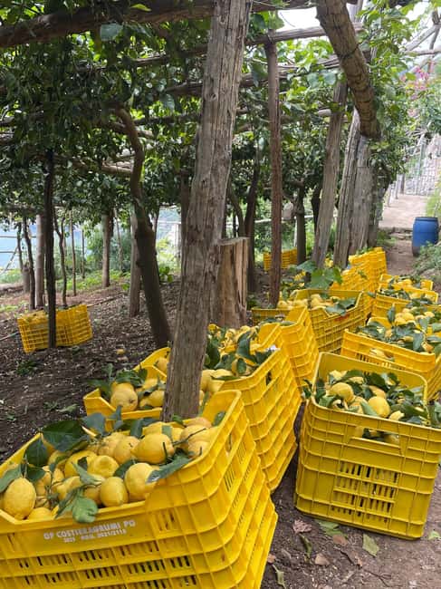 image n.39 of Maiori: Amalfi Coast Path of Lemons Day Trip with Tastings activity in Maiori, uploaded by supplier