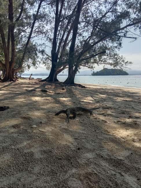 billede nr.4 af aktiviteten Kota Kinabalu: Snorkling på Manukan- og Sapi-øerne med frokost i Sabah, uploadet af udbyder