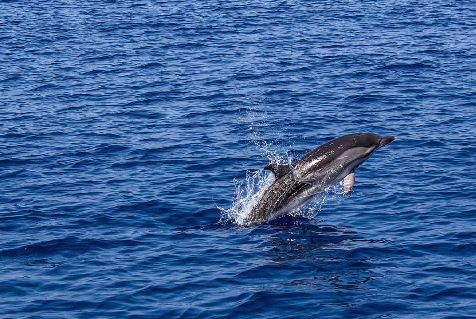 image n.35 of Argostoli: Full-Day Traditional Boat Cruise with Lunch activity in Western Greece, uploaded by supplier