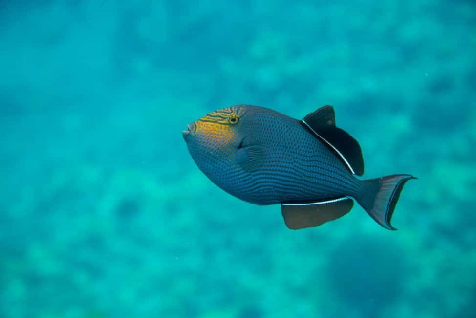 image n.2 of Wailea-Makina: Sea Caves, Molokini Snorkel & Turtle Town activity in Lahaina, uploaded by supplier