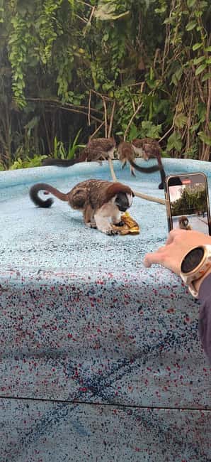 image n.20 of Panama City: Guided Jungle Adventure with Gatun Lake Cruise activity in Colón Province, uploaded by supplier