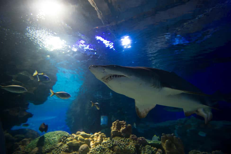 Image N°7 de Kuala Lumpur : billet d'entrée à Aquaria KLCC activité à Kuala Lumpur, publiée par le prestataire