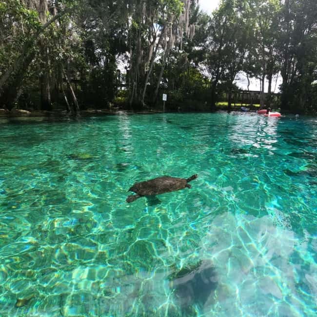 image n.17 of Crystal River: Kayak Rental activity in Crystal River, uploaded by supplier