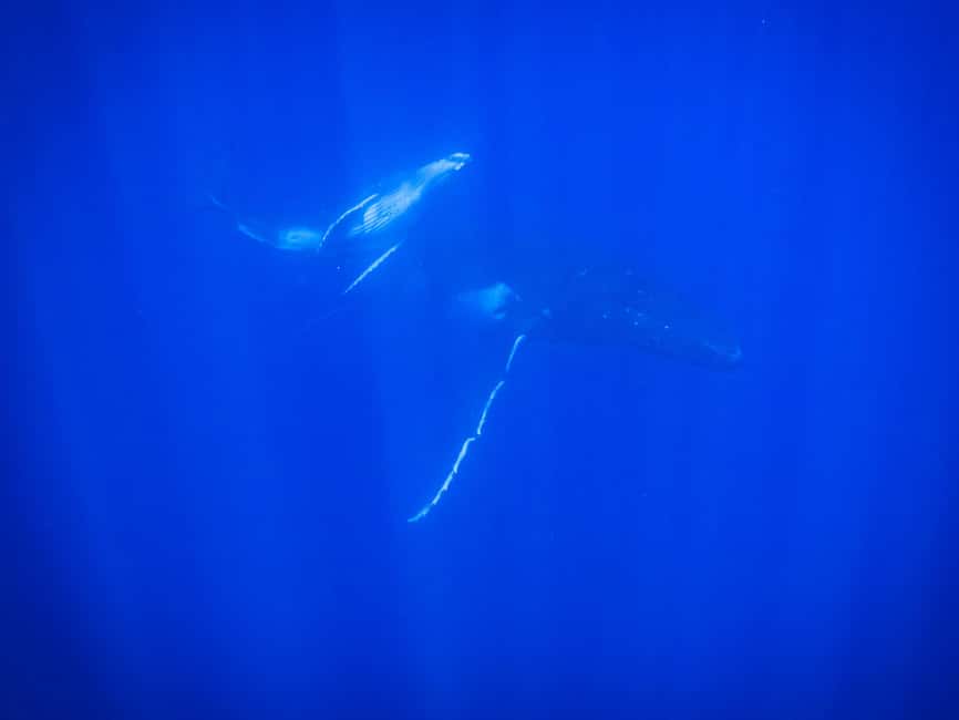 image n.7 of Tahiti island: Whale watching Experience activity in Puna'auia, uploaded by supplier
