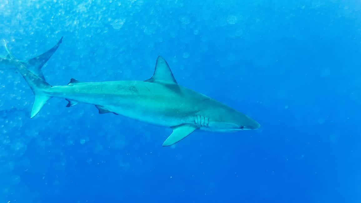 image n.15 of Oahu: Shark Cage Dive on the North Shore activity in Honolulu, uploaded by supplier